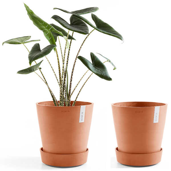 Ecopots Saucer Wheels Round 40 Terra Cotta & Planted Pot
